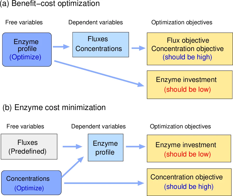 The enzyme cost of given metabolic flux distributions, as a function of   logarithmic metabolite levels, is convex