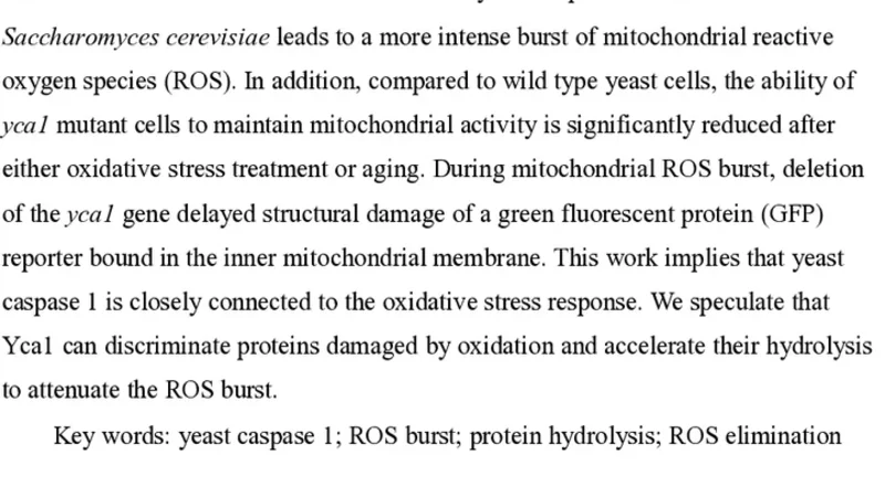 Yeast caspase 1 suppresses the burst of reactive oxygen species and   maintains mitochondrial stability in Saccharomyces cerevisiae