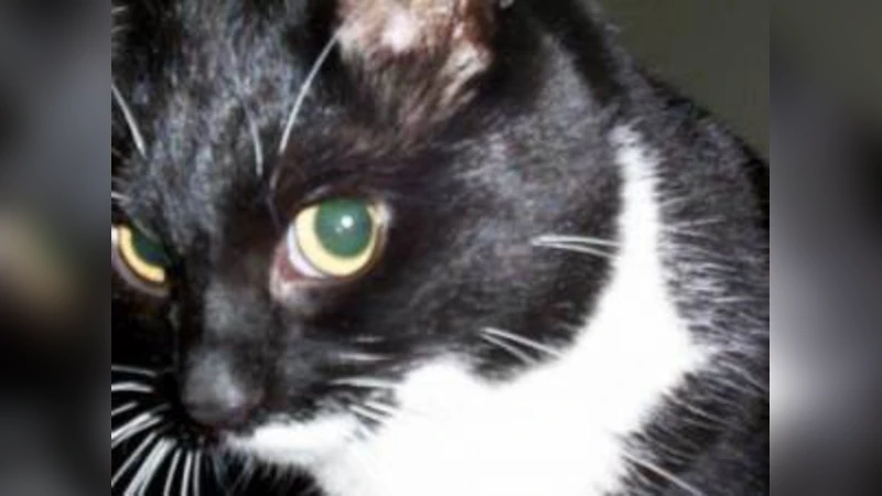 Social Networking by Proxy: A Case Study of Catster, Dogster and   Hamsterster