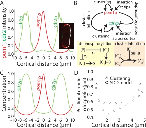 A Distributed Data Collection Algorithm for Wireless Sensor Networks   with Persistent Storage Nodes