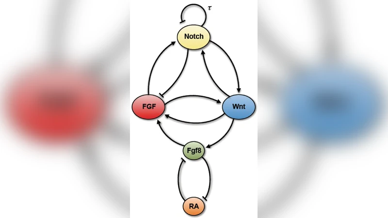An analysis of overall network architecture reveals an infinite-period   bifurcation underlying oscillation arrest in the segmentation clock