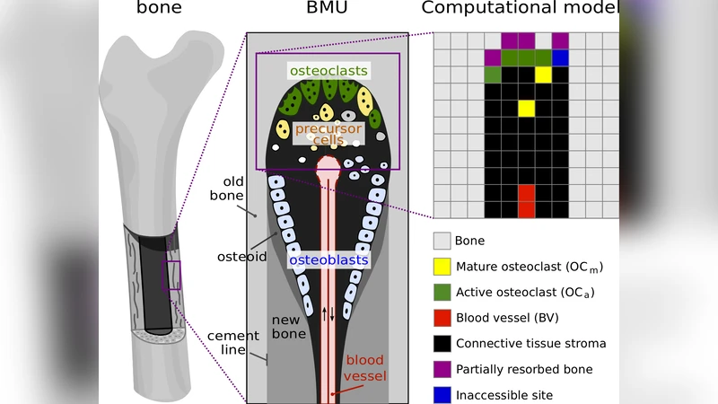 Investigation of bone resorption within a cortical basic multicellular   unit using a lattice-based computational model