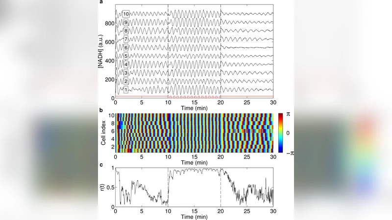 Entrainment of heterogeneous glycolytic oscillations in single cells