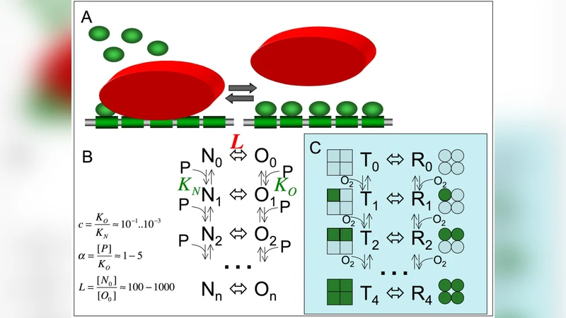 Nucleosome-mediated cooperativity between transcription factors