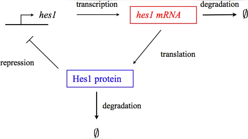 Intrinsic fluctuations in stochastic delay systems: theoretical   description and application to a simple model of gene regulation