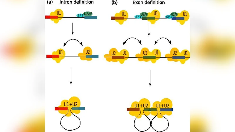 Entropic contributions to the splicing process