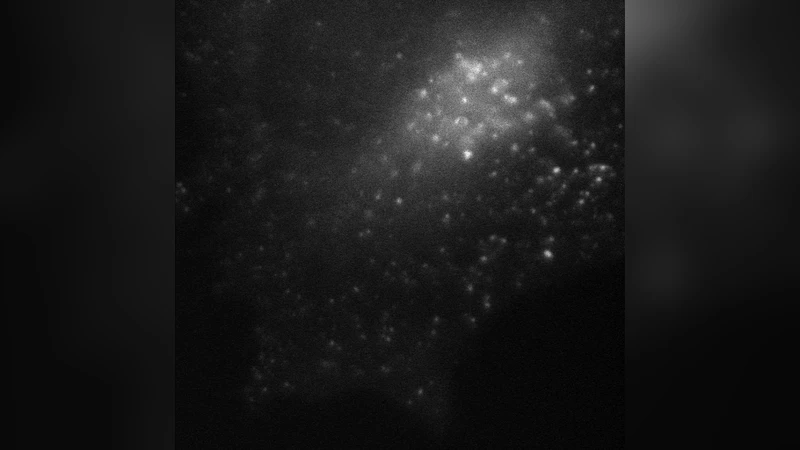 The First Passage Probability of Intracellular Particle Trafficking