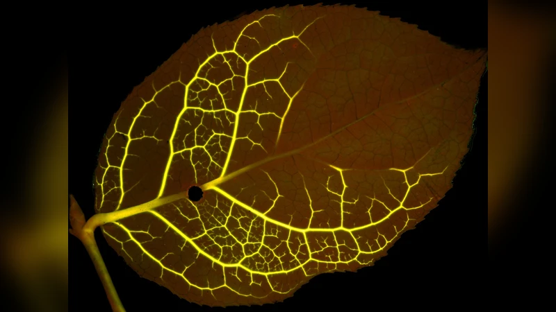 Damage and fluctuations induce loops in optimal transport networks
