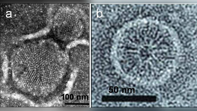 Polar Chemoreceptor Clustering by Coupled Trimers of Dimers