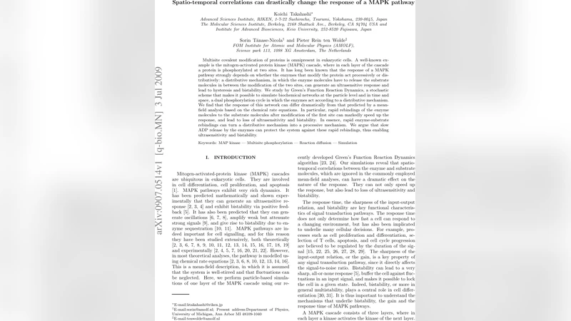 Spatio-temporal correlations can drastically change the response of a   MAPK pathway