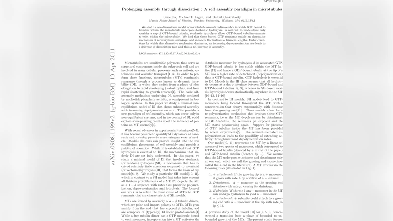Prolonging assembly through dissociation:A self assembly paradigm in   microtubules