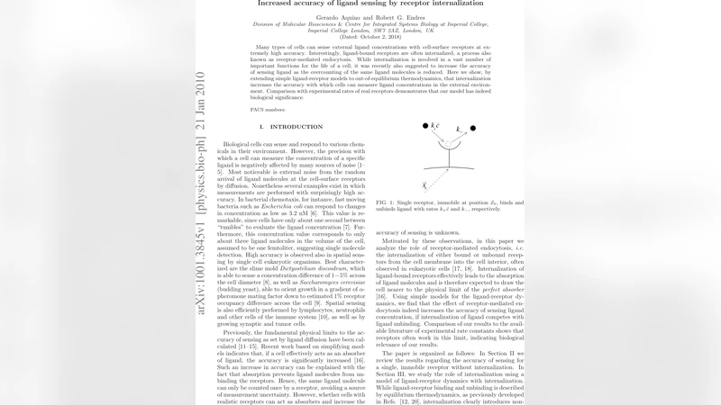 Increased accuracy of ligand sensing by receptor internalization