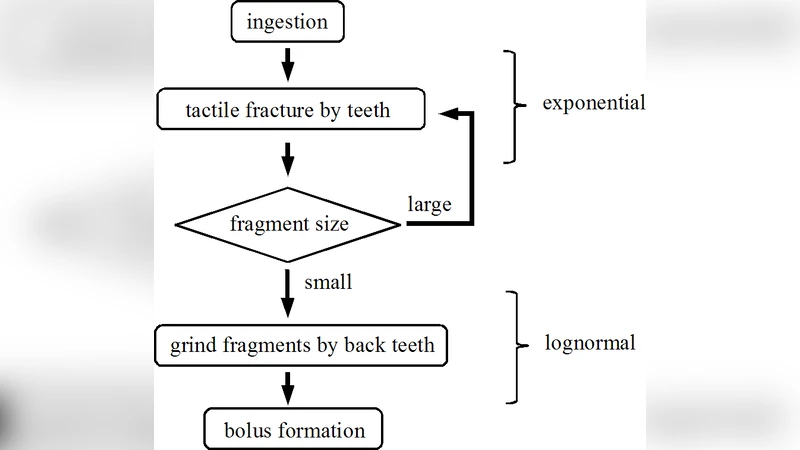 Fragmentation of a viscoelastic food by human mastication