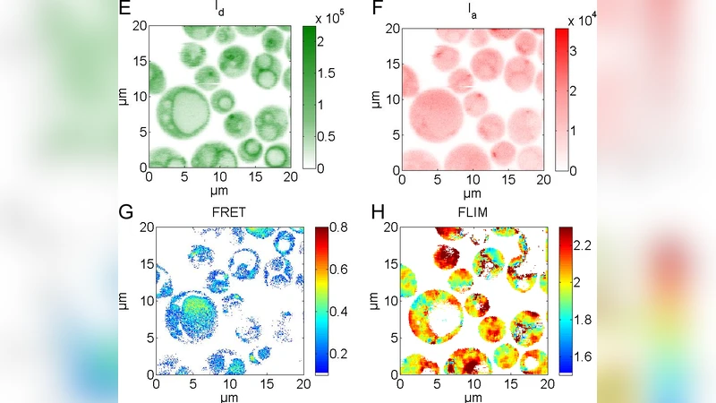 Regulatory assembly of the vacuolar proton pump VOV1-ATPase in yeast   cells by FLIM-FRET
