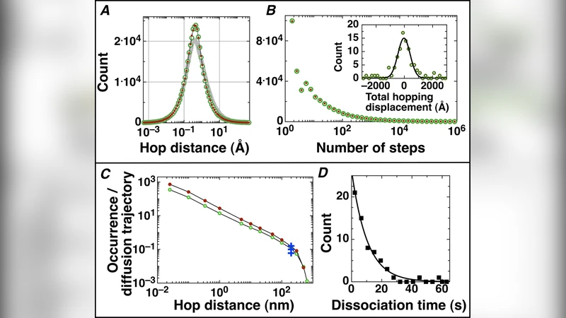 Protein sliding and hopping kinetics on DNA