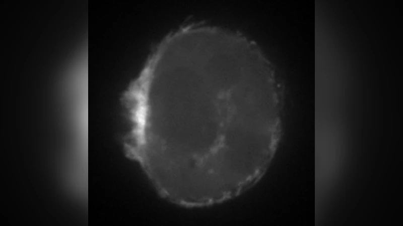 Spontaneous contractility--mediated cortical flow generates cell   migration in 3-dimensional environments
