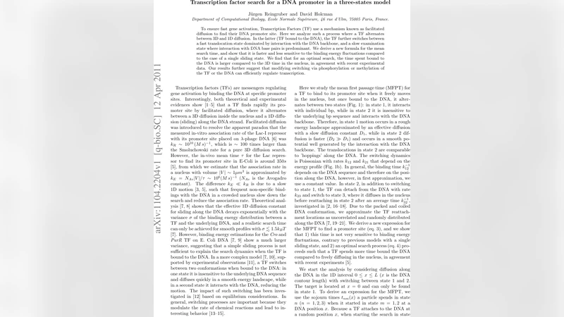 Transcription factor search for a DNA promoter in a three-states model