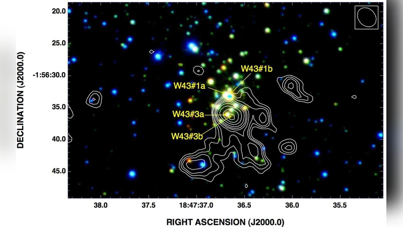 Infrared and radio study of the W43 cluster: resolved binaries and   non-thermal emission
