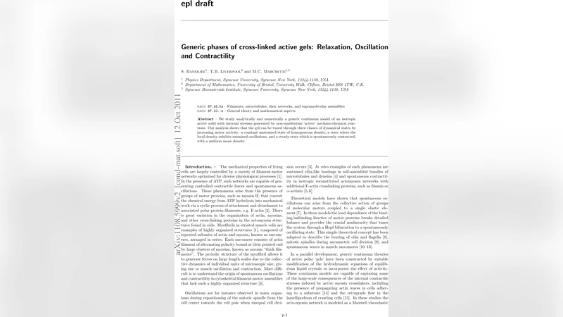 Generic phases of cross-linked active gels: Relaxation, Oscillation and   Contractility