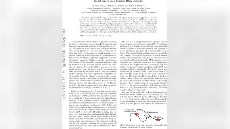 Target search on a dynamic DNA molecule