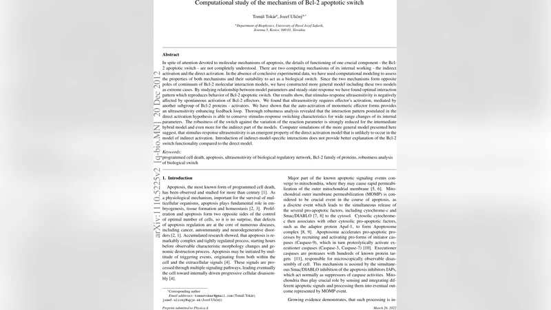 Computational study of the mechanism of Bcl-2 apoptotic switch