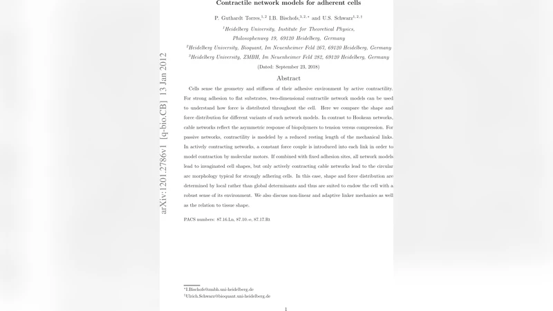 Contractile network models for adherent cells