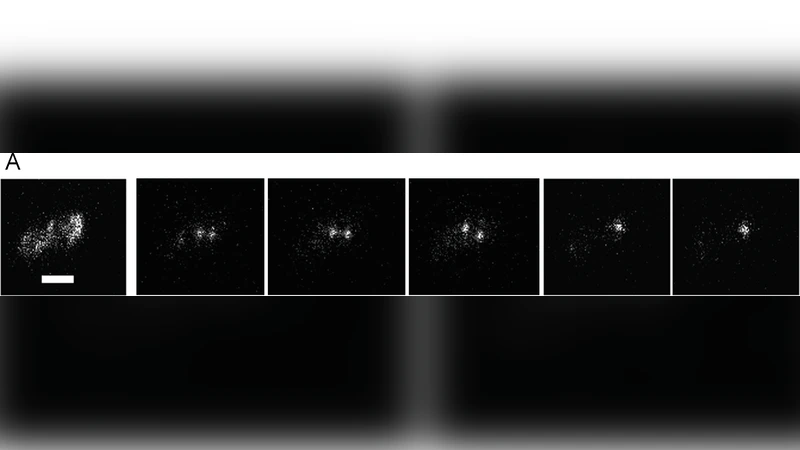 Diffusion properties of single FoF1-ATP synthases in a living bacterium   unraveled by localization microscopy