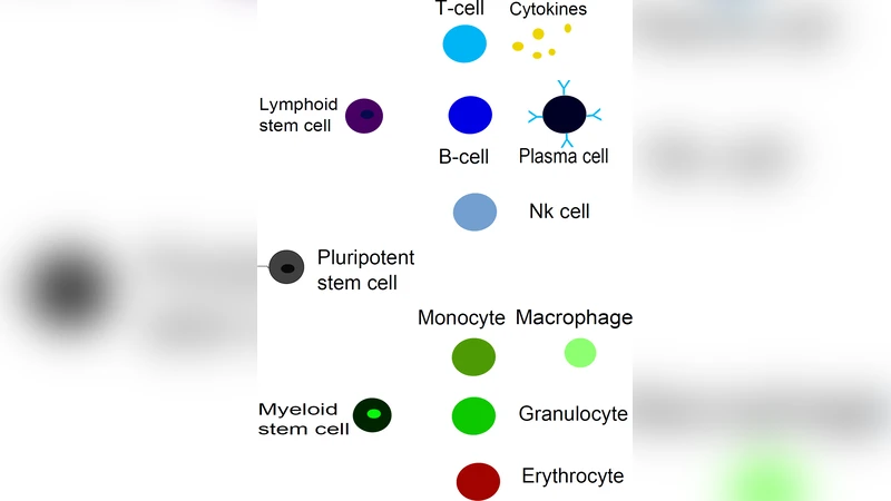 Parallel processing in immune networks