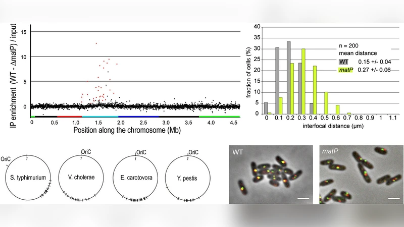 Physical descriptions of the bacterial nucleoid at large scales, and   their biological implications