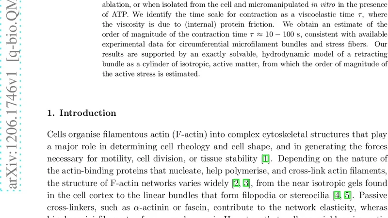 Contraction of cross-linked actomyosin bundles