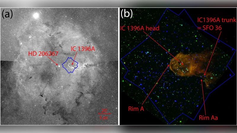 The Elephant Trunk Nebula and the Trumpler 37 cluster: Contribution of   triggered star formation to the total population of an HII region
