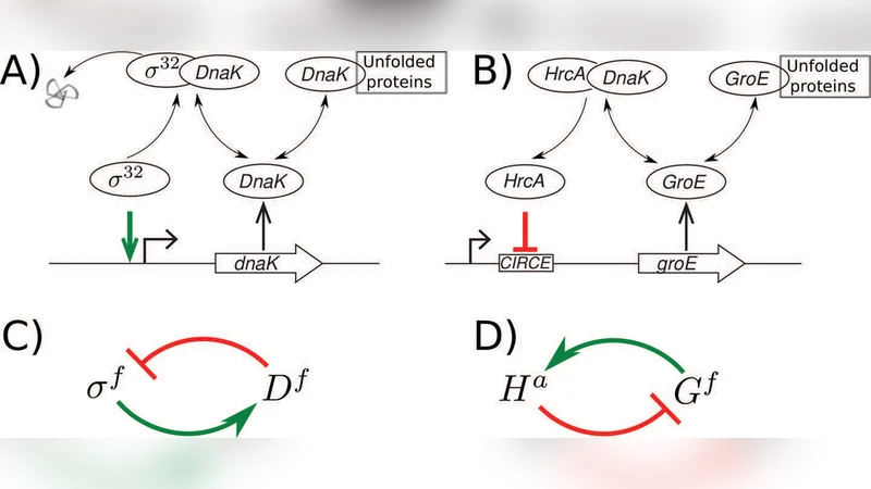 Circuit architecture explains functional similarity of bacterial heat   shock responses