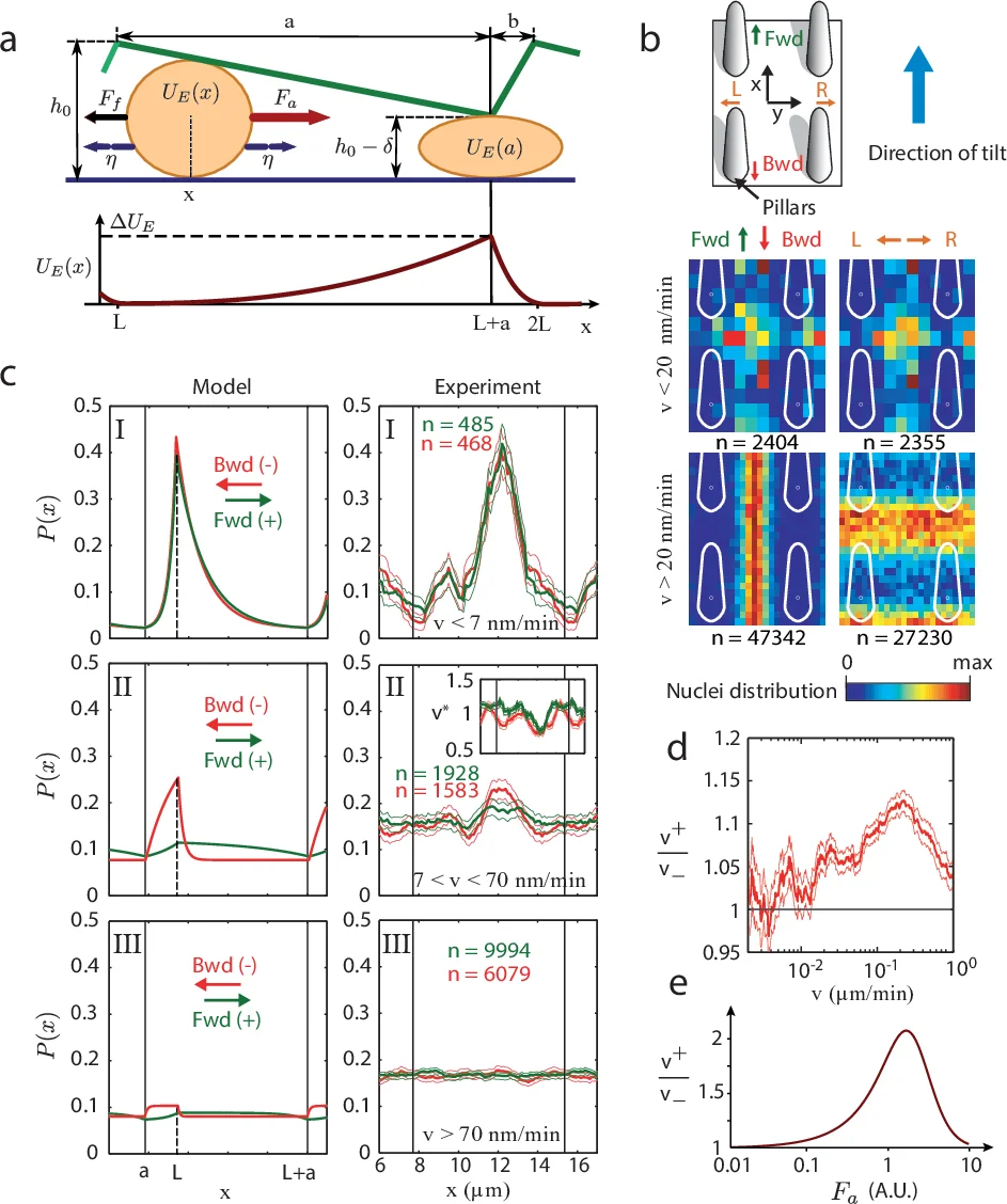 Geometric friction directs cell migration