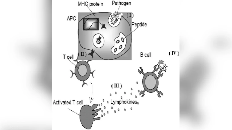A Method in Security of Wireless Sensor Network based on Optimized   Artificial immune system in Multi-Agent Environments