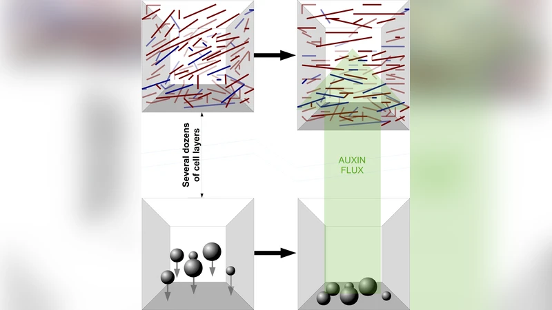 Mechanism of dynamic reorientation of cortical microtubules due to   mechanical stress