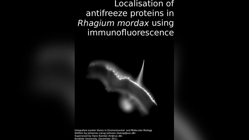 Localisation of antifreeze proteins in Rhagium mordax using   immunofluorescence