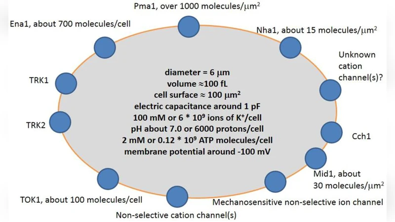 Quantitative description of ion transport via plasma membrane of yeast   and small cells