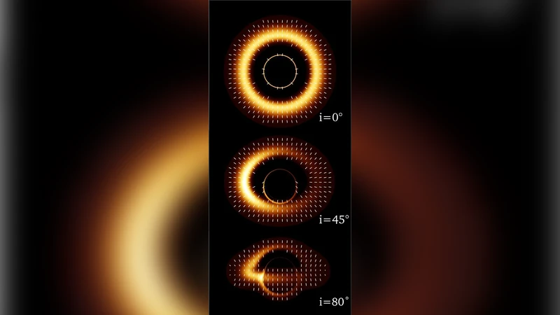 Polarization from the oscillating magnetized accretion torus
