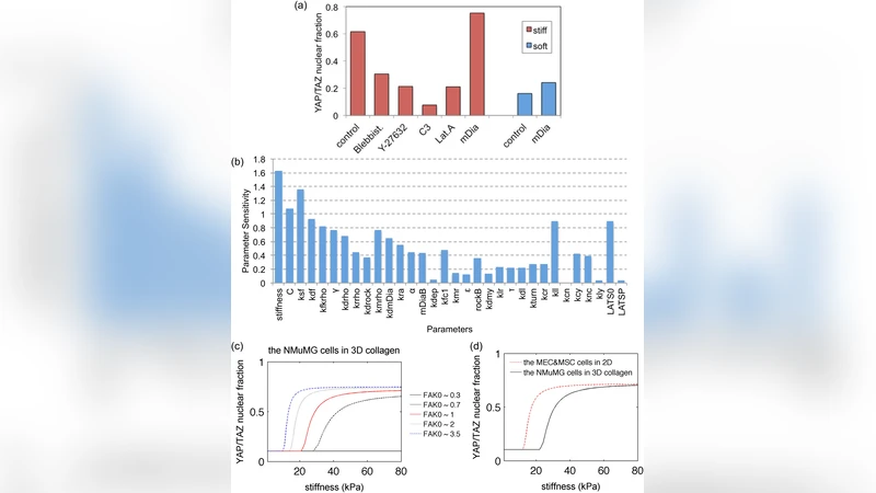 A Computational Model of YAP/TAZ Mechanosensing