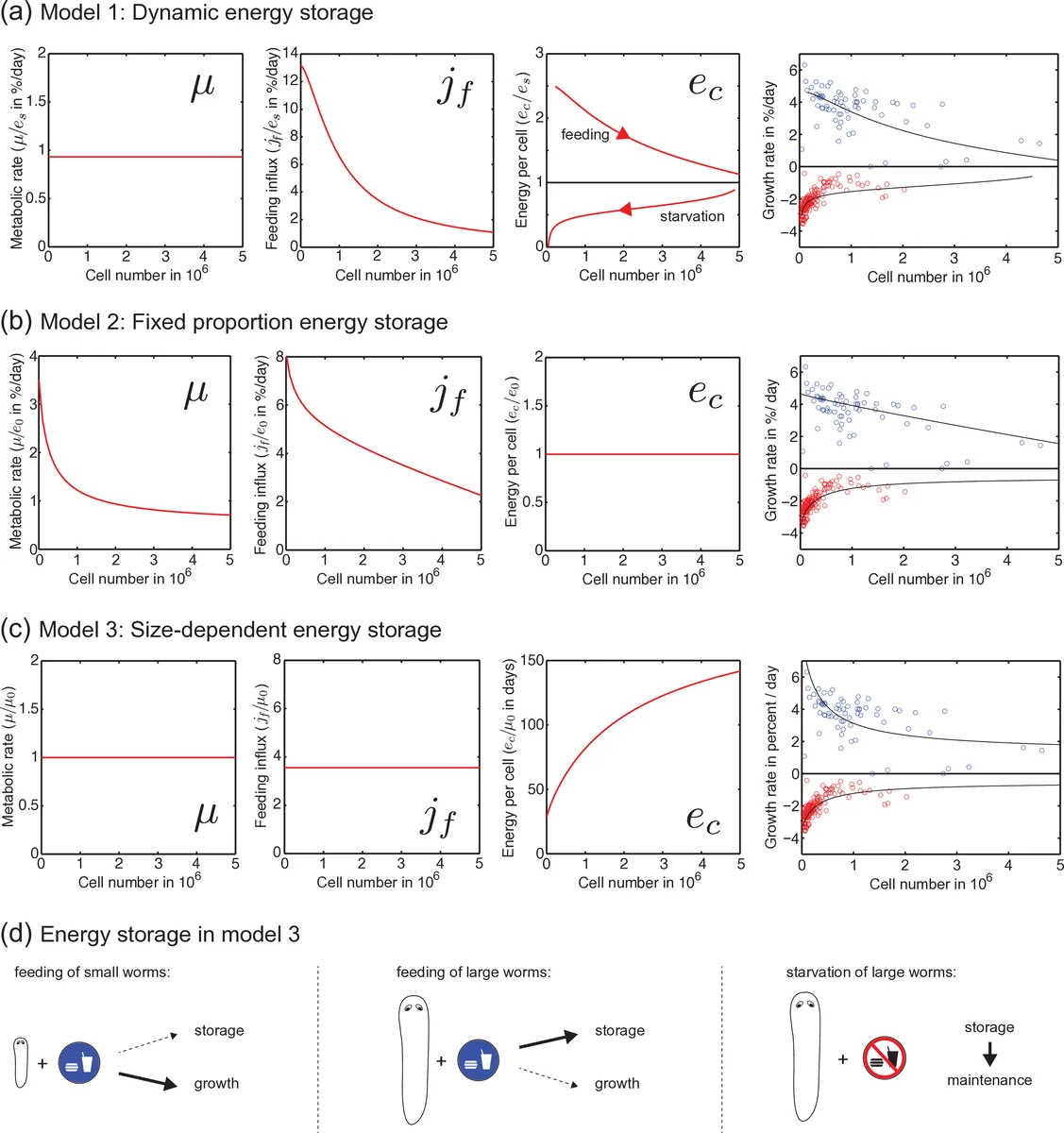 Growth and Scaling during Development and Regeneration