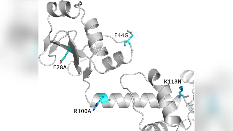 Structural Investigations into Shwachman Bodian Diamond Syndrome SBDS   using a Bioinformatics Approach