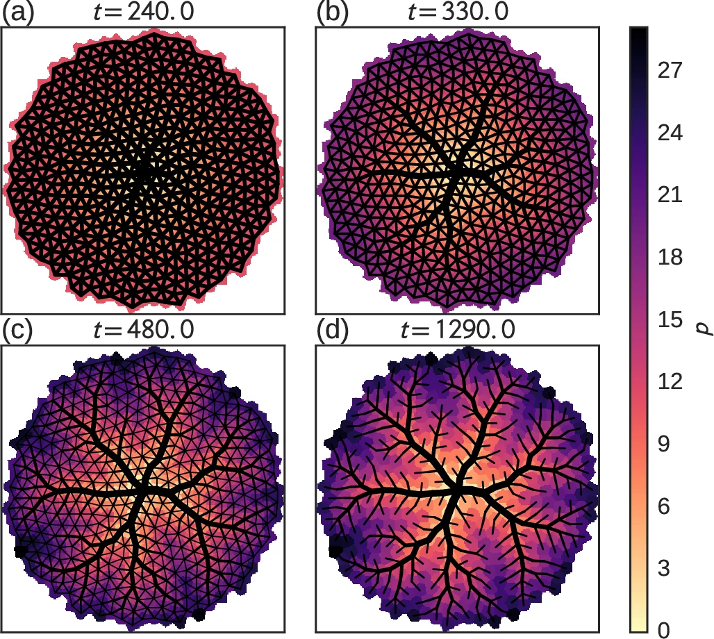 Global Optimization, Local Adaptation, and the Role of Growth in   Distribution Networks