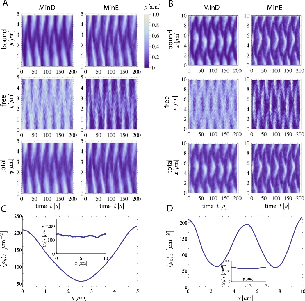 Stochastic switching between multistable oscillation patterns of the   Min-system