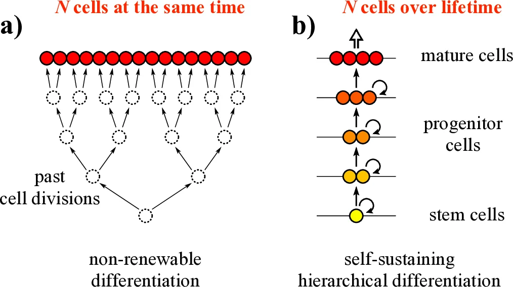 Hierarchical tissue organization as a general mechanism to limit the   accumulation of somatic mutations