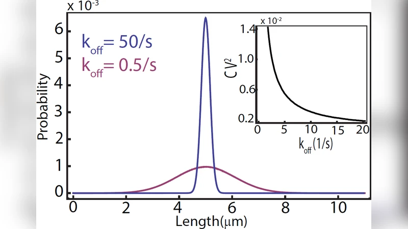 Antenna mechanism of length control of actin cables