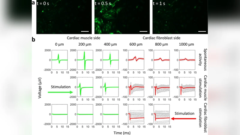 Muscle-Cell-Based "Living Diodes"