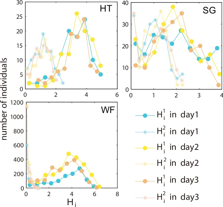 He$_2^{3+}$ and HeH$^{2+}$ molecular ions in a strong magnetic field:   the Lagrange mesh approach