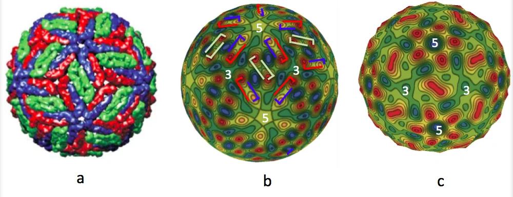 Orientational Phase Transitions and the Assembly of Viral Capsids