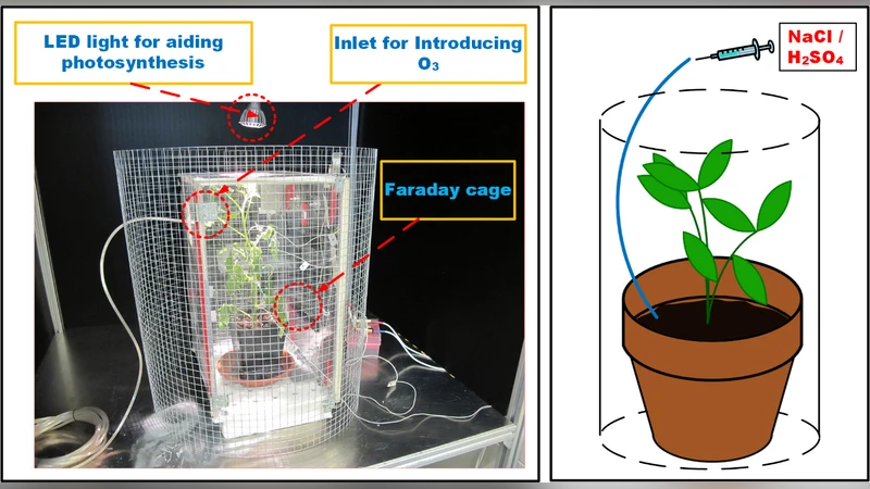 Comparison of Decision Tree Based Classification Strategies to Detect   External Chemical Stimuli from Raw and Filtered Plant Electrical Response