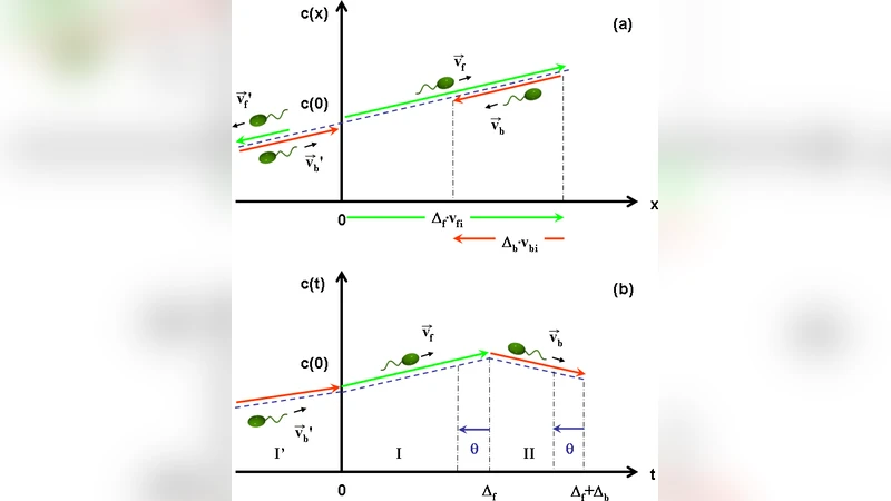 Implications of 3-step swimming patterns in bacterial chemotaxis
